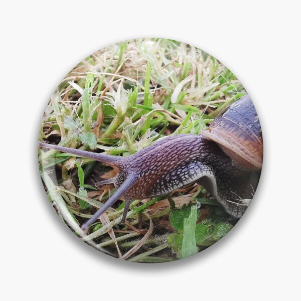 Item preview, The Snail designed and sold by neilirving.