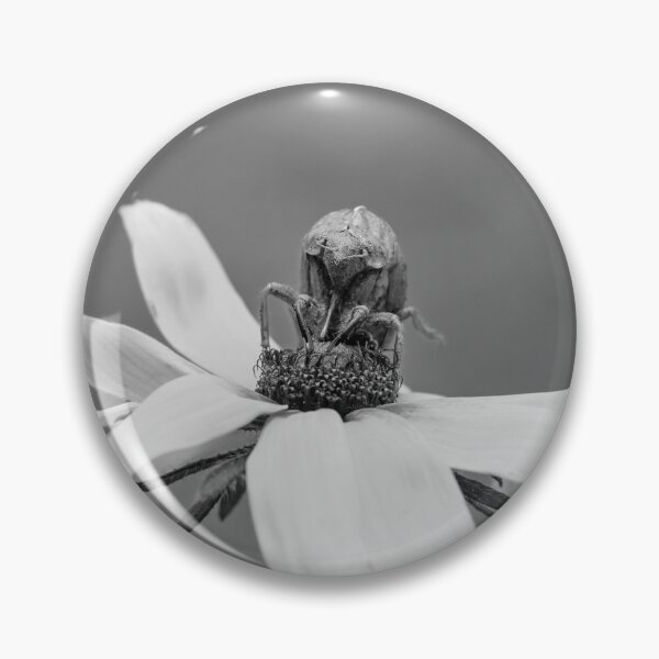 Item preview, Shell of a Cicada Left On A Sunflower in Black and White designed and sold by AmberCamera.
