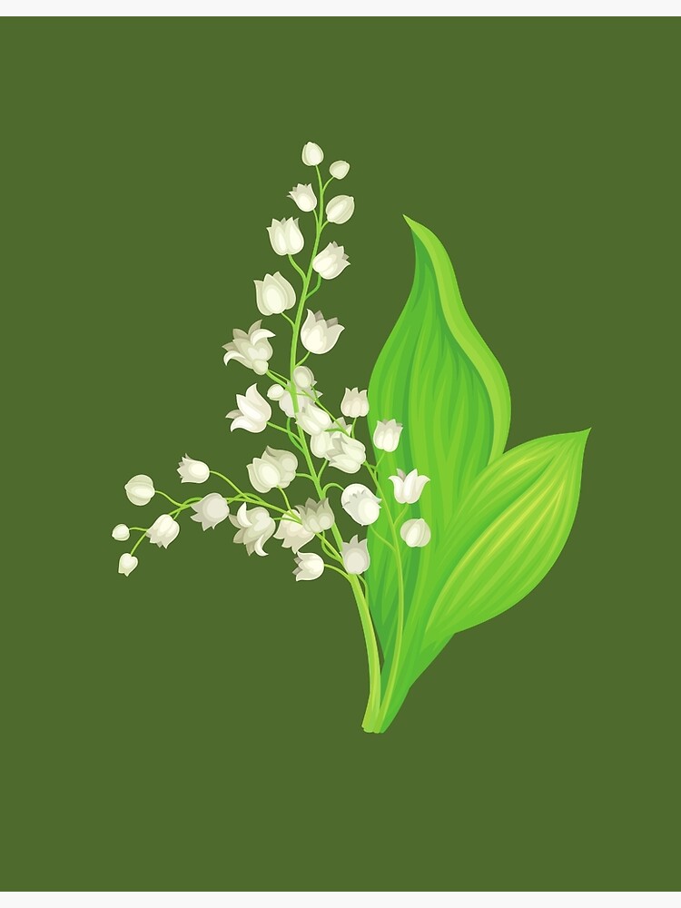 May Birth Flower: The Delicate And Fragrant Lily Of The, 48% OFF