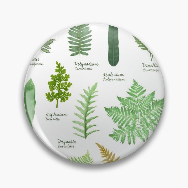 Item preview, Ferns 2 species collection botanical illustration designed and sold by Onyria Art.