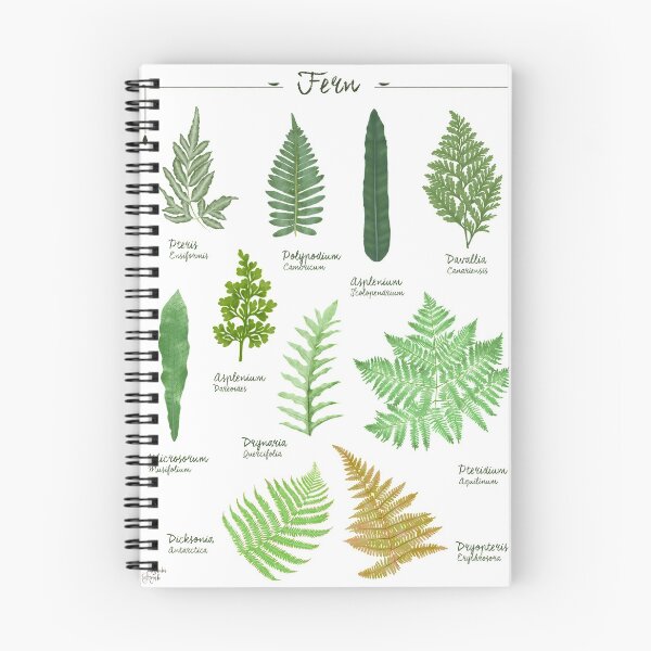 Item preview, Ferns 2 species collection botanical illustration designed and sold by Onyria Art.
