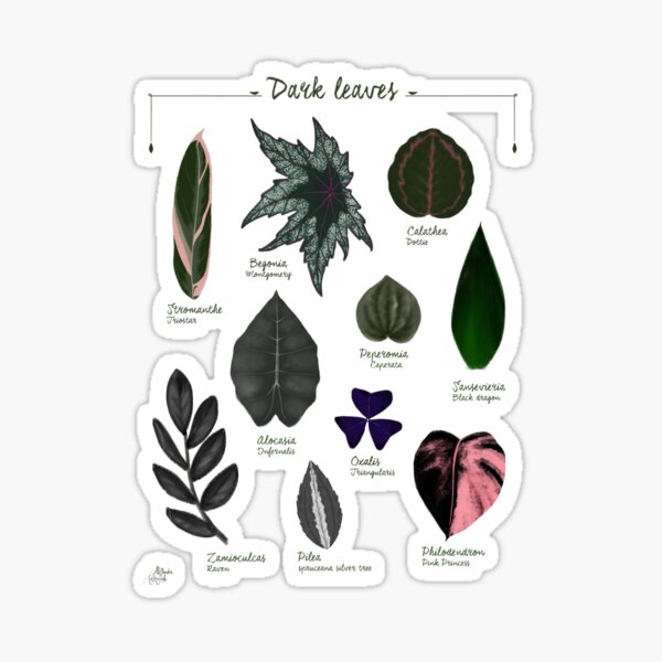 Item preview,  Dark leaves plants species collection botanical illustration designed and sold by Onyria Art.