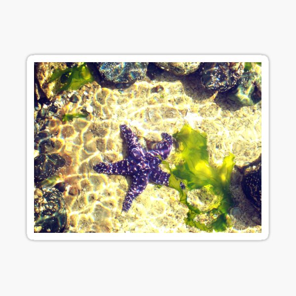 Item preview, Purple Ochre Seastar designed and sold by RouterCatMedia.
