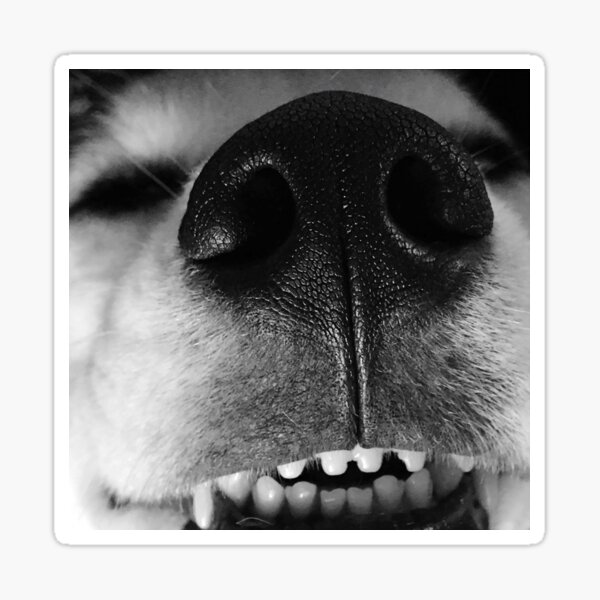 Item preview, Sleepy Puppy Teef designed and sold by blivionx.