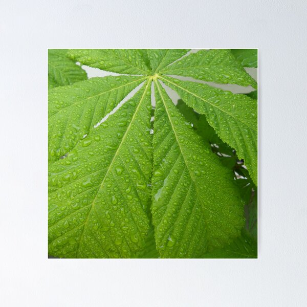 Artikelvorschau, Horse chestnut leaf entworfen und verkauft von Sandra Willis.