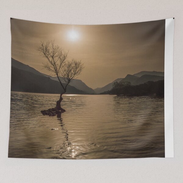 Item preview, Sunshine over the lonely tree designed and sold by LluniauDafyddEm.