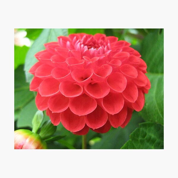 Item preview, Red Dahlia designed and sold by Anna West.