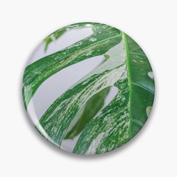 Item preview, Variegated Monstera designed and sold by IMPHives.