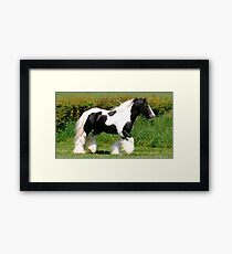 elite horse Framed Print