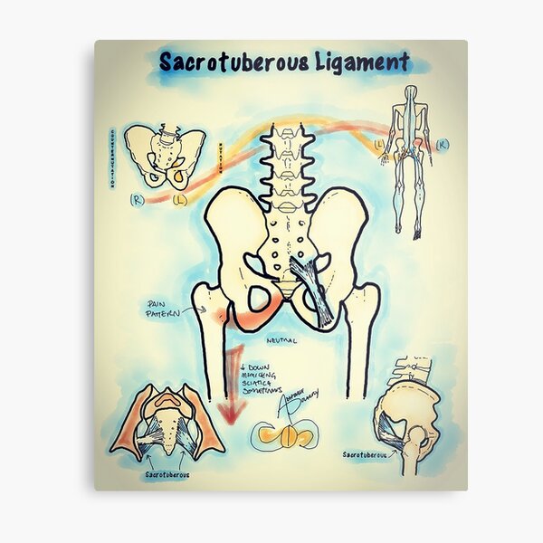 iliolumbar ligament pain pattern