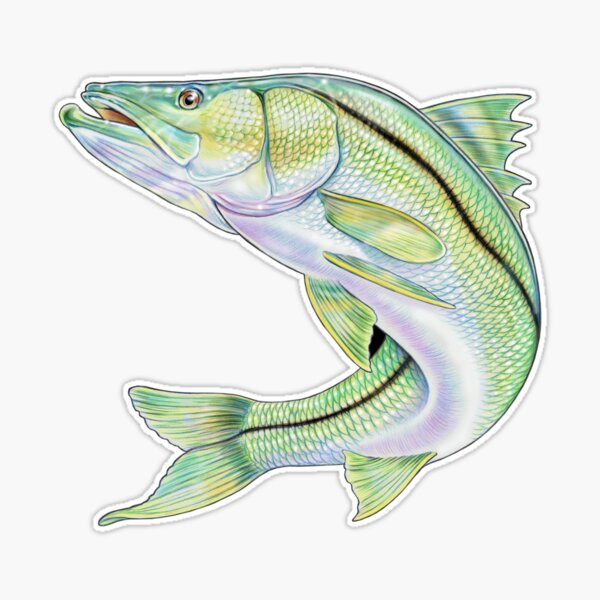 Snook Fish Stickers Mangrove Monster – Skiff Life