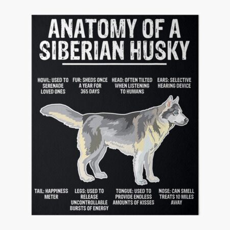 Anatomy Of A Siberian Husky #1 Tote Bag by Jose O - Fine Art America