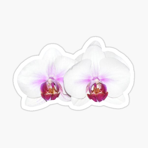 White Orchid Sticker