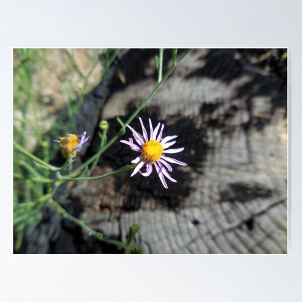 Item preview, Long Leaf Aster designed and sold by Chris Gudger.