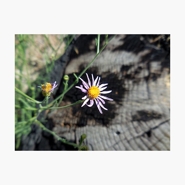 Item preview, Long Leaf Aster designed and sold by Chris Gudger.