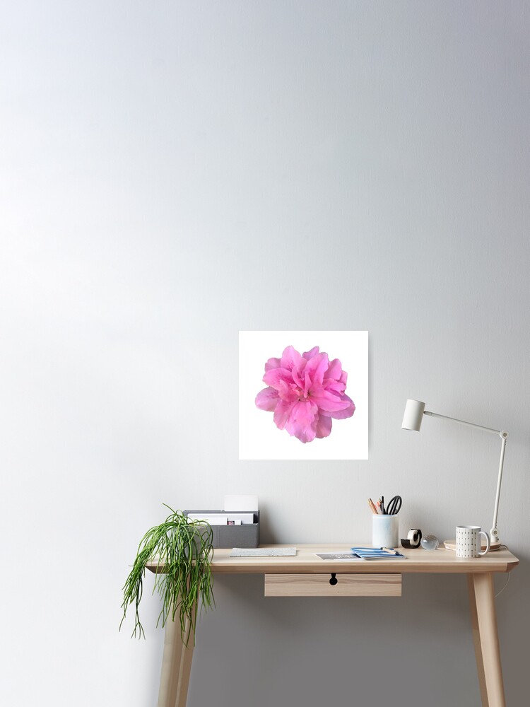 Póster «Primer plano de azalea rosa sobre blanco» de InalterataArt |  Redbubble