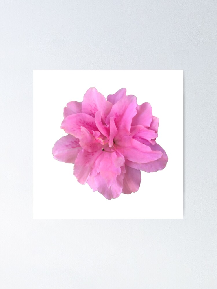 Póster «Primer plano de azalea rosa sobre blanco» de InalterataArt |  Redbubble