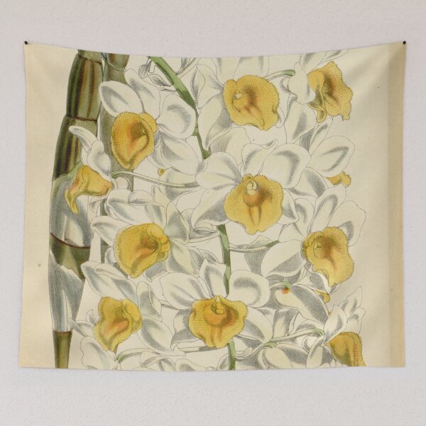 Item preview, Dendrobium thyrsiflorum (as Dendrobium densiflorum var. alboluteum, spelled albo lutea ) Curtis' 95 (Ser. 3 no. 25) pl. 5780 (1869) designed and sold by EsotericBotanic.