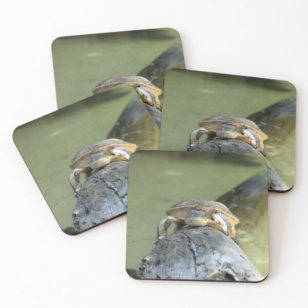 Artikelvorschau, Turtle expression entworfen und verkauft von Martha Burns.