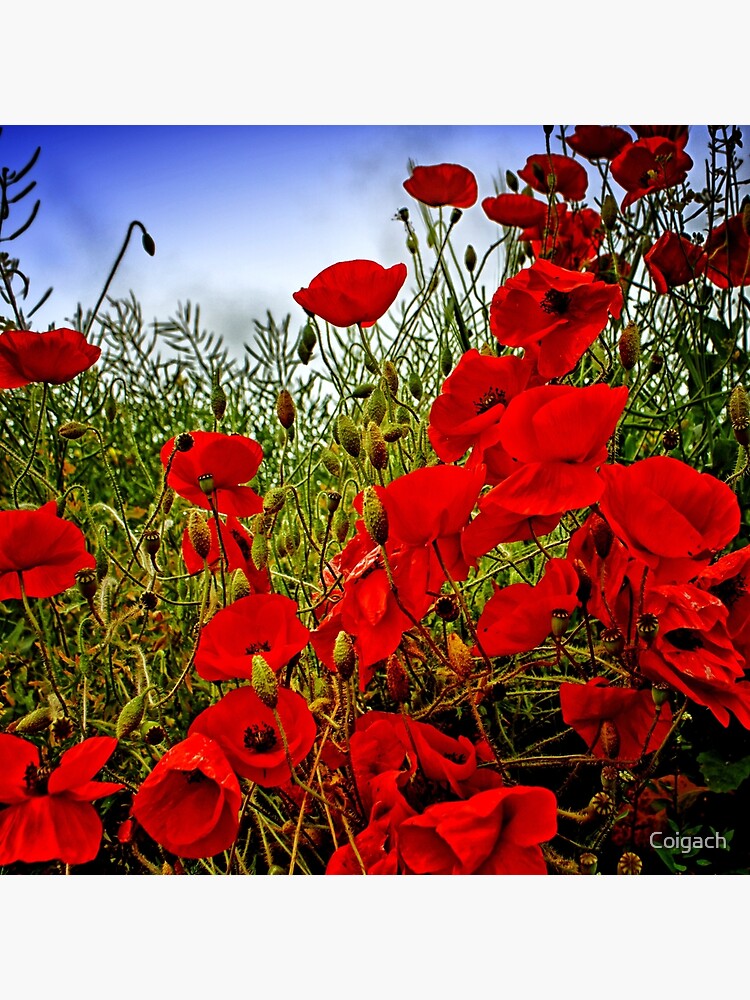 Thumbnail 4 of 4, Pillow, Field Poppies designed and sold by Coigach.