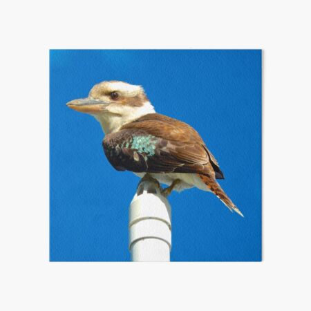 KINGFISHER ~ Kookaburra 7KJLkRqi by David Irwin Art Board Print