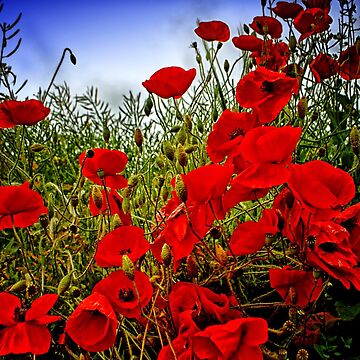 Artwork thumbnail, Field Poppies by Coigach