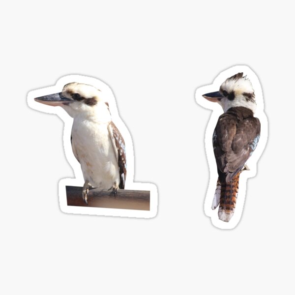 Kookaburra Sticker Set Sticker