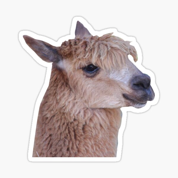 Llama Sticker Sticker