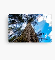 Long Tree Canvas Print