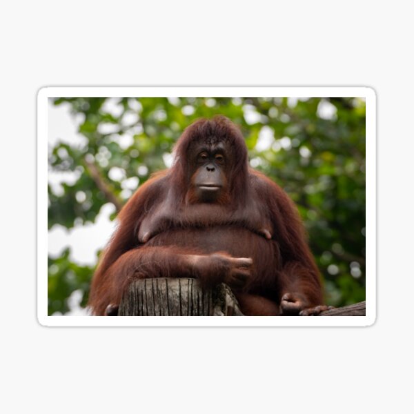 Been a tough day, Ms Orangutan? Sticker