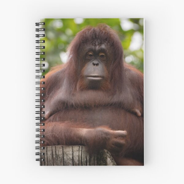 Item preview, Been a tough day, Ms Orangutan? designed and sold by David ST Loh Images.