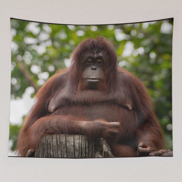 Item preview, Been a tough day, Ms Orangutan? designed and sold by David ST Loh Images.