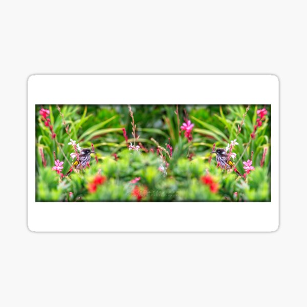 New Holland Honeyeater Mug Sticker
