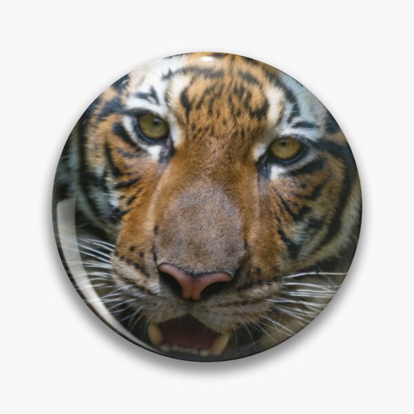 Item preview, A Malayan Tiger   designed and sold by David ST Loh Images.