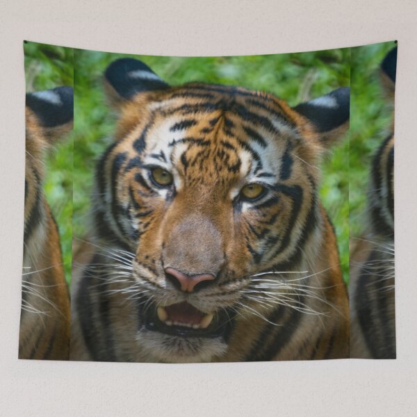 Item preview, A Malayan Tiger   designed and sold by David ST Loh Images.