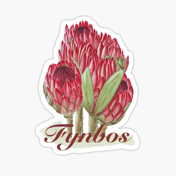 Protea bouquet with typography Fynbos Sticker