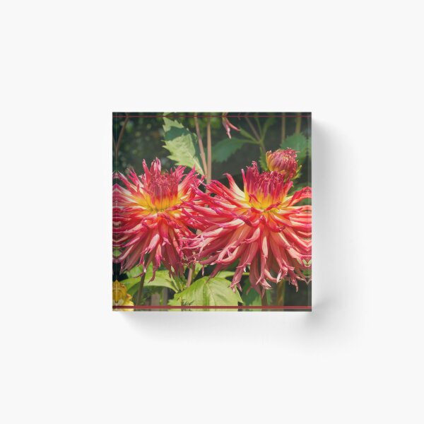 Item preview, Aitara Bronwyn Dahlias designed and sold by jojobob.