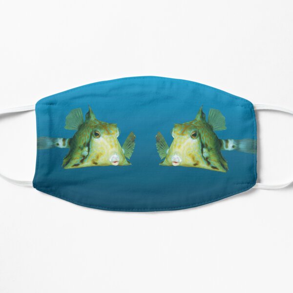 Fischmotiv | Kofferfisch schwebt vor blauem Hintergrund | Flache Maske