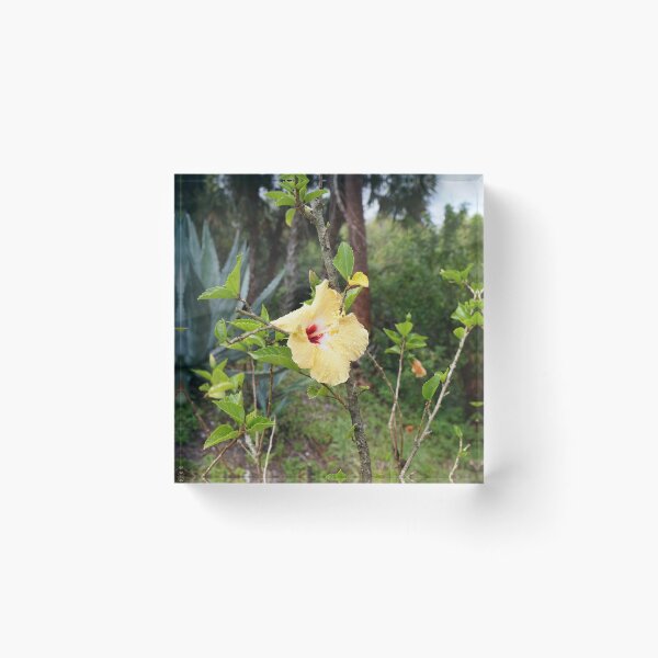 Item preview, yellow hibiscus after the rain designed and sold by distracted.