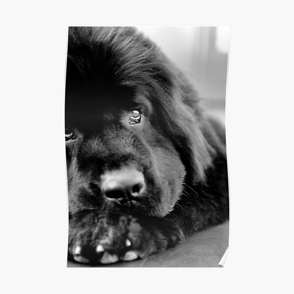Macie Poster