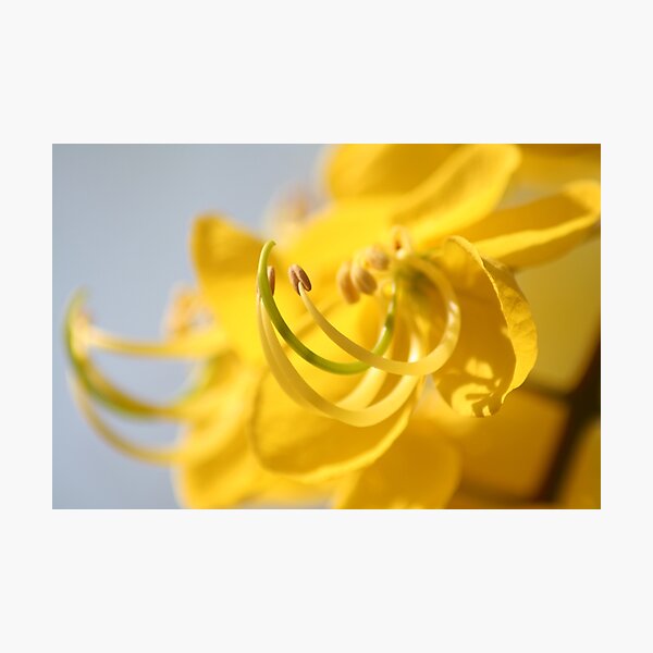 Cassia Fistula - The Yellow Flower Photographic Print