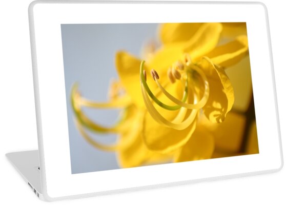 cassia fistula the yellow