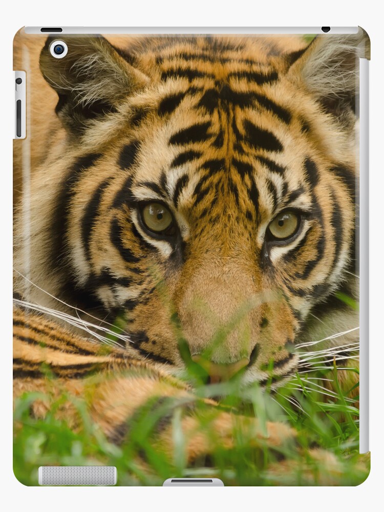bright eyes tiger