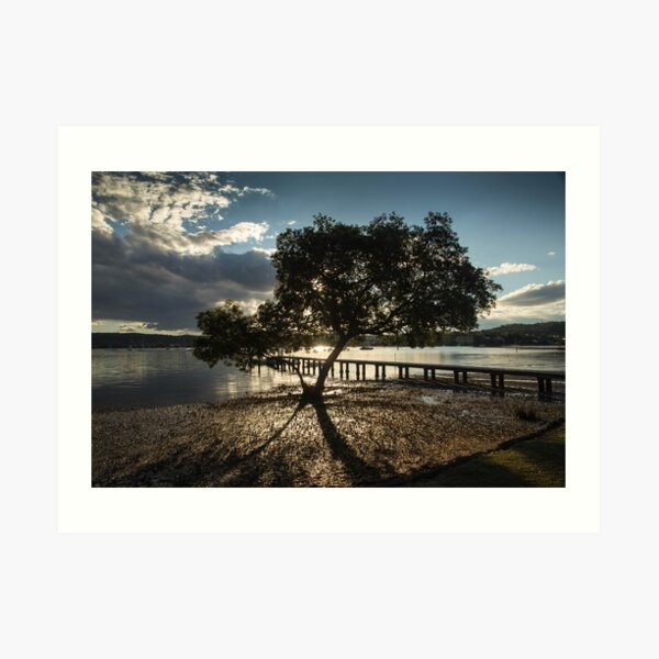 Mangrove Art Print