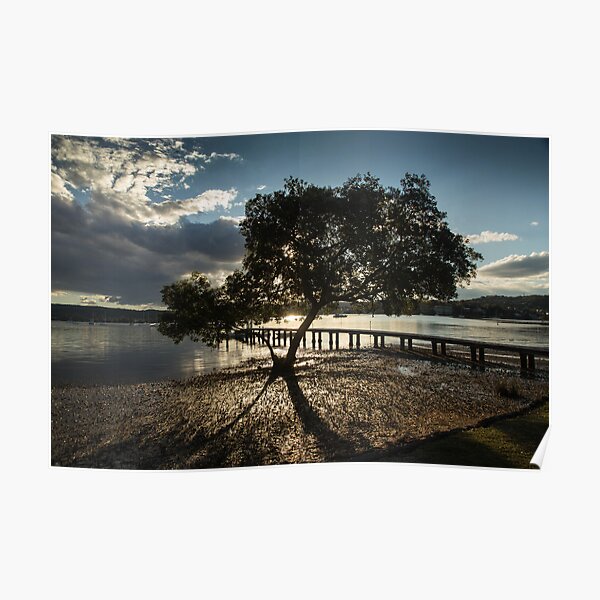 Mangrove Poster