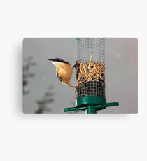 Nuthatch on bird feeder in rain Canvas Print