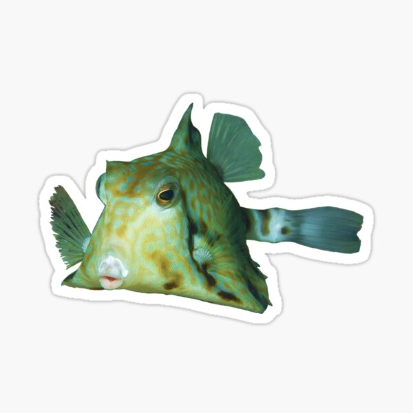 Kofferfisch | Niedlicher Fisch zum Knutschen | Sticker