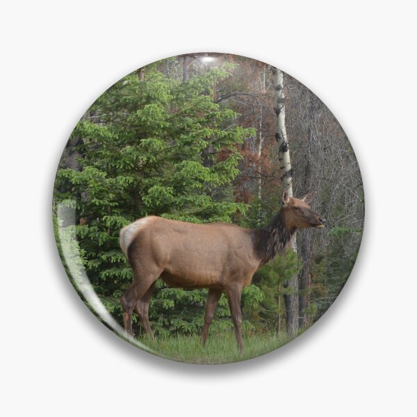 Item preview, Elk in a Forest at Jasper National Park, Alberta Canada designed and sold by beaumontavenue.