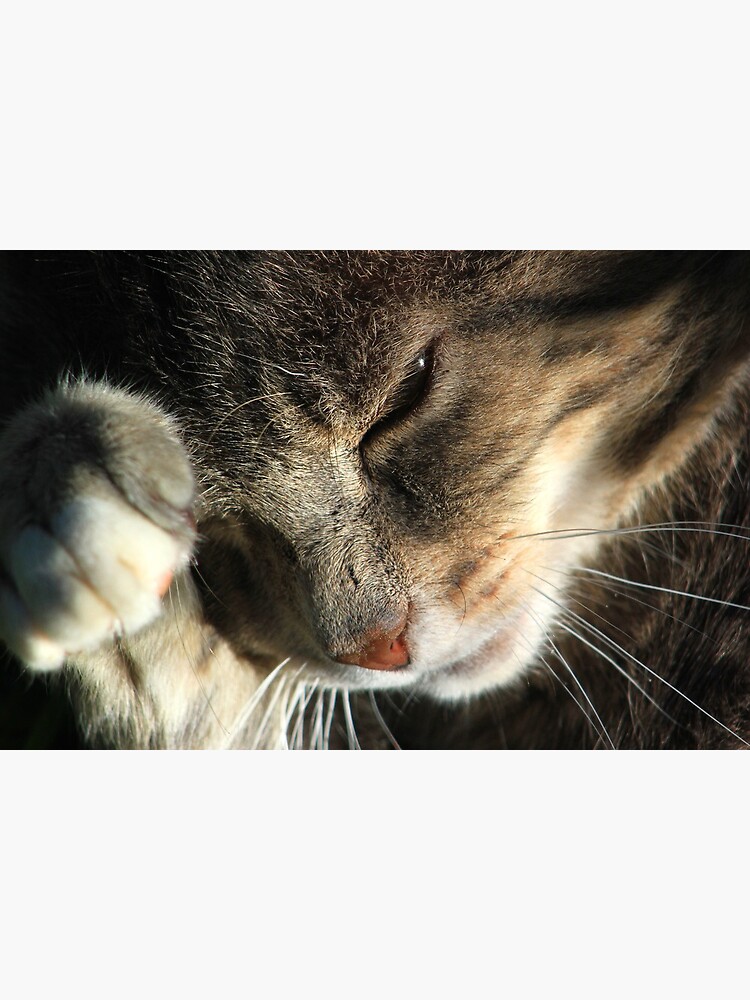 "Cat rubbing paw on face" Art Print by turniptowers Redbubble