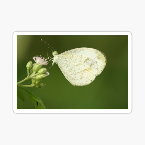 Butterfly - Leptosia Nina - 1 Sticker